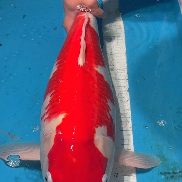 锦鲤板井红白专拍