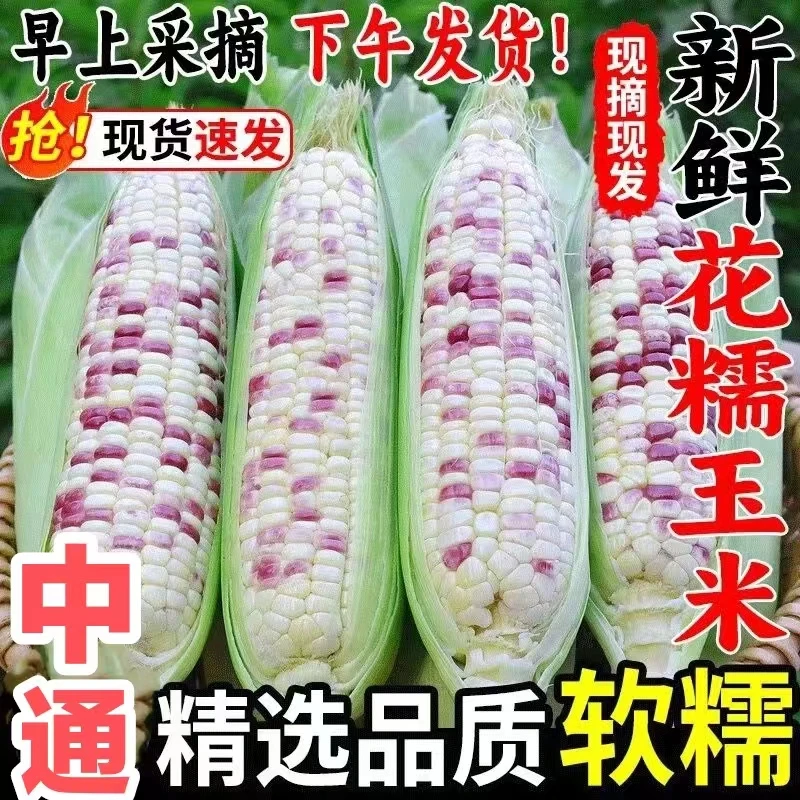 西河农家糯玉米 当季现摘现发 带壳 满嘴都是糯香的味道 包邮（3—8斤）花糯玉米广东省
