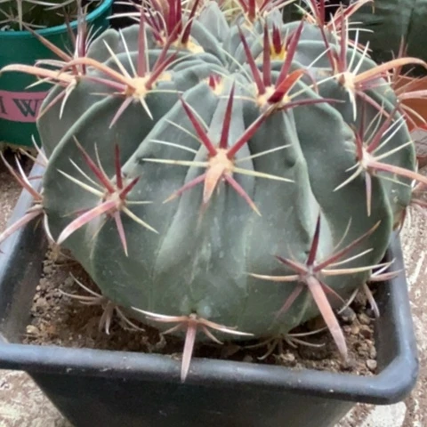 日出仙人球30米仙人球