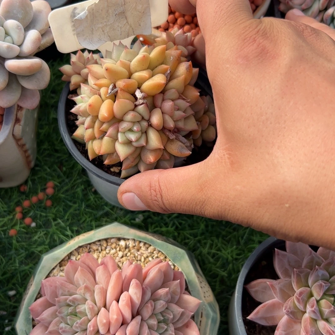 黄金象牙多肉植物