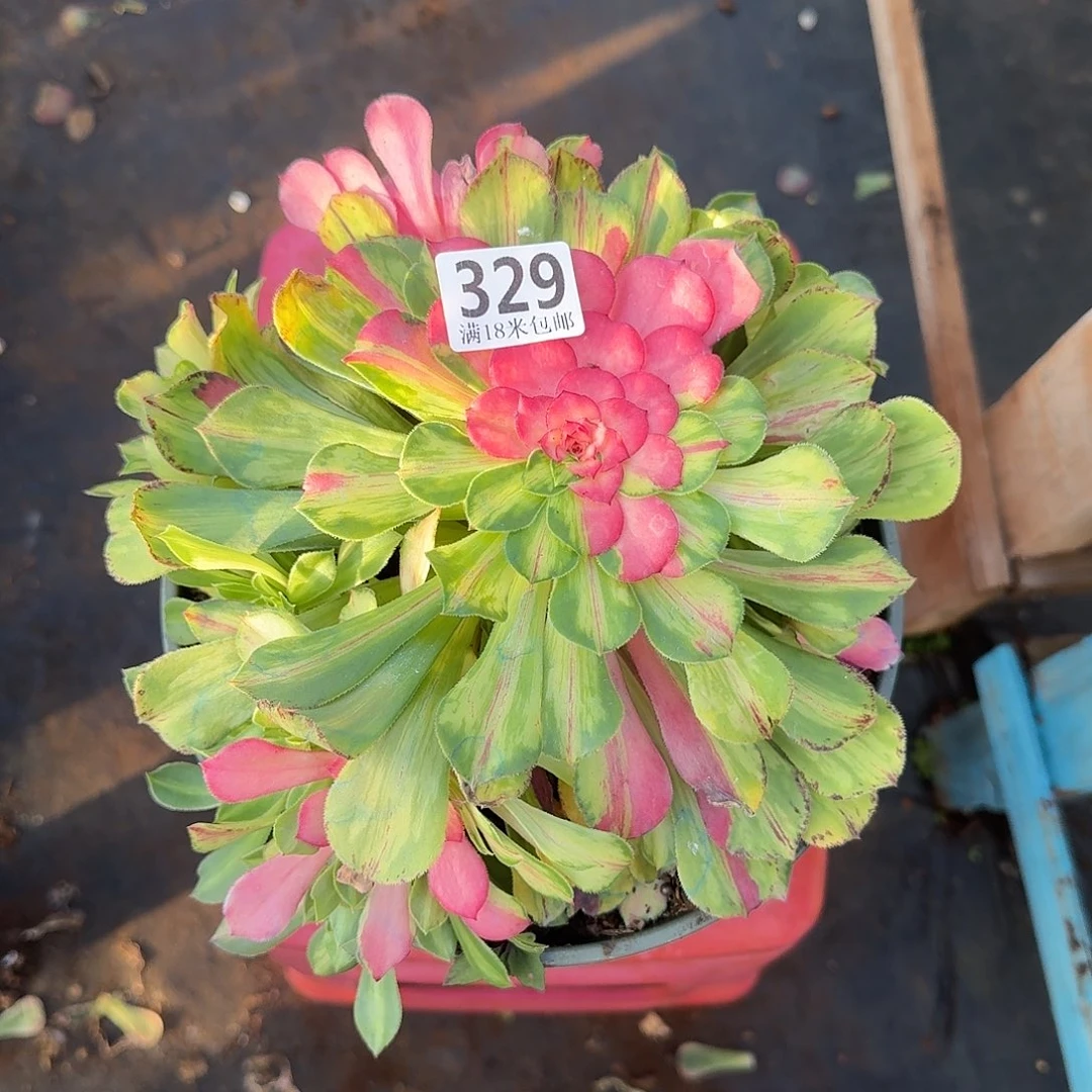 329知否捧花福利无根