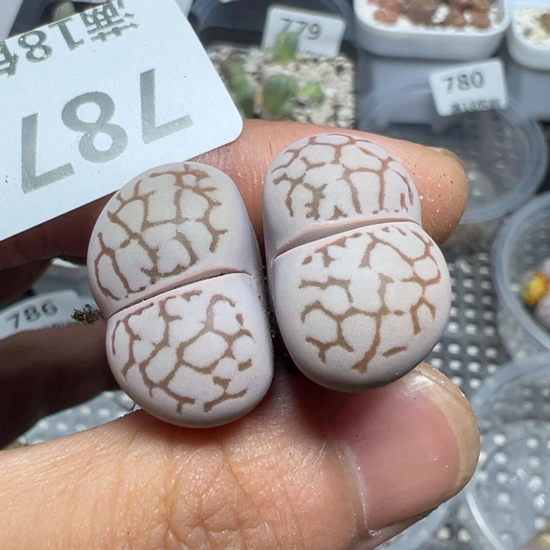【闪购商品】 787。