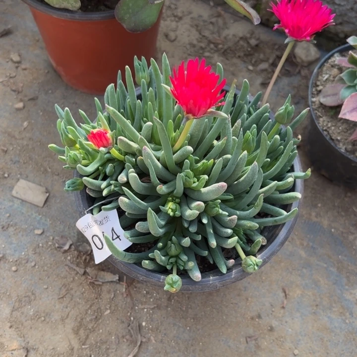 奔龙多肉植物6064