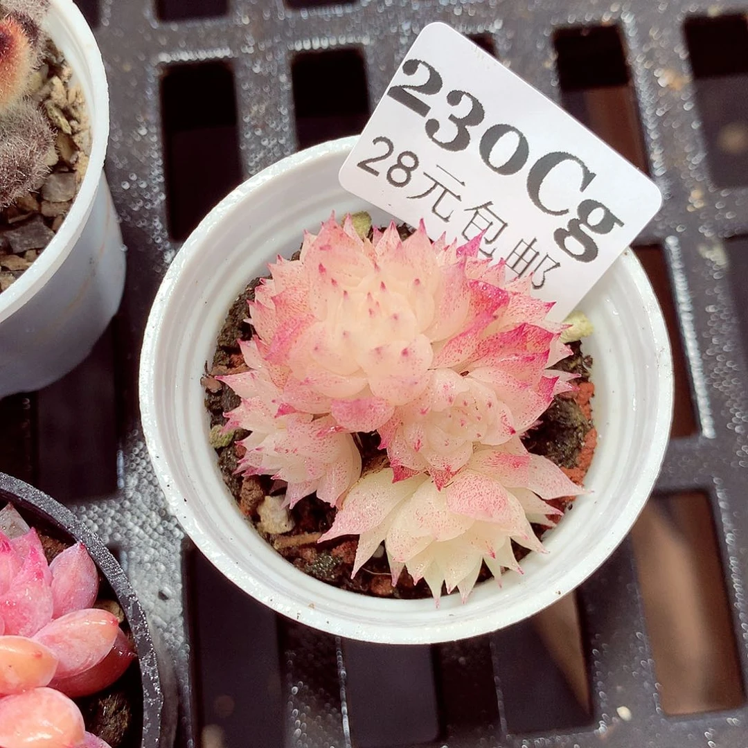 5厘米盆精控多肉230