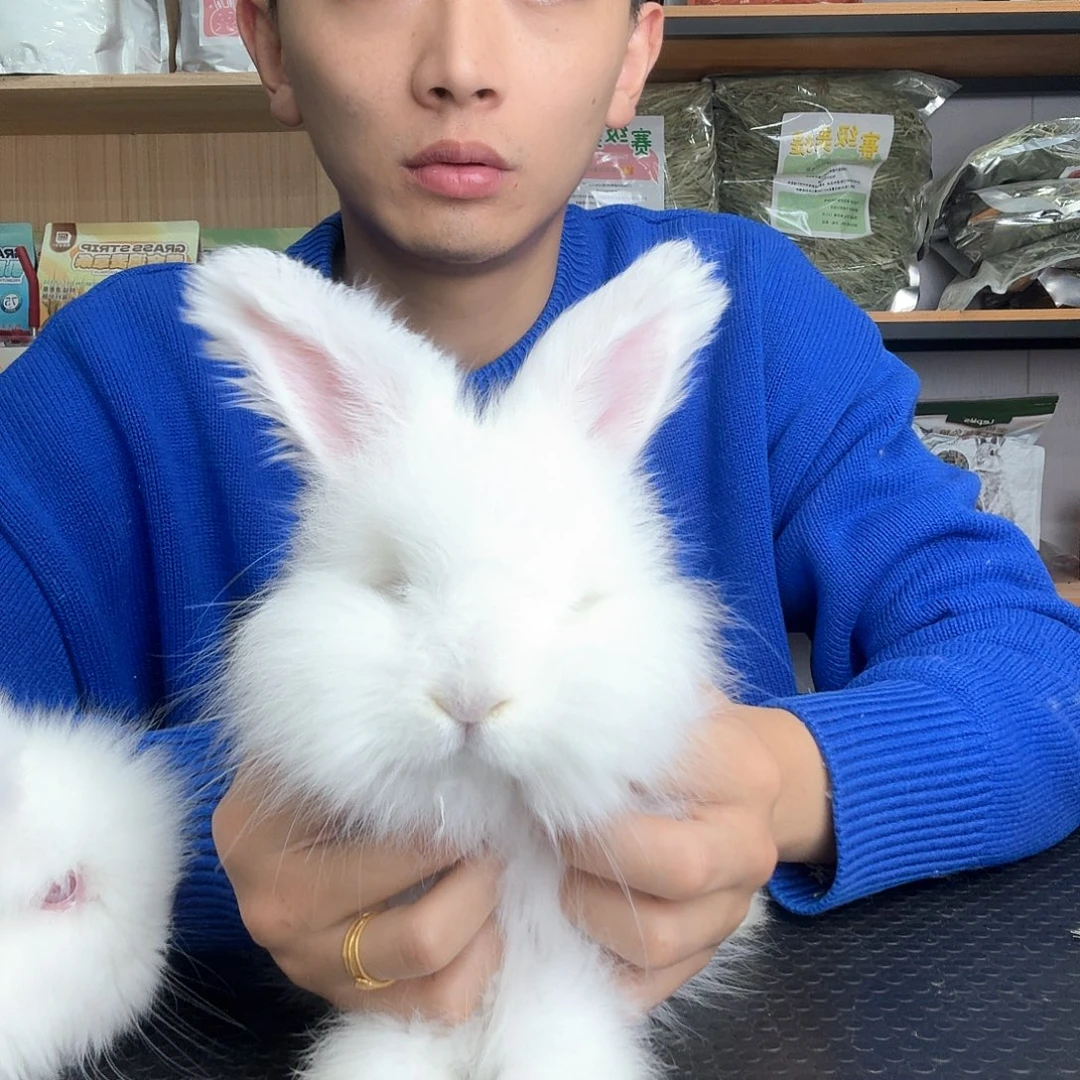 安哥拉霜白 安哥拉 弟弟 9