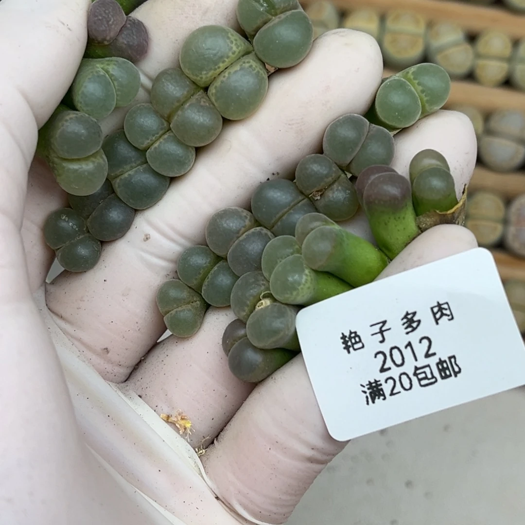 ****"2012号一首风铃发货
