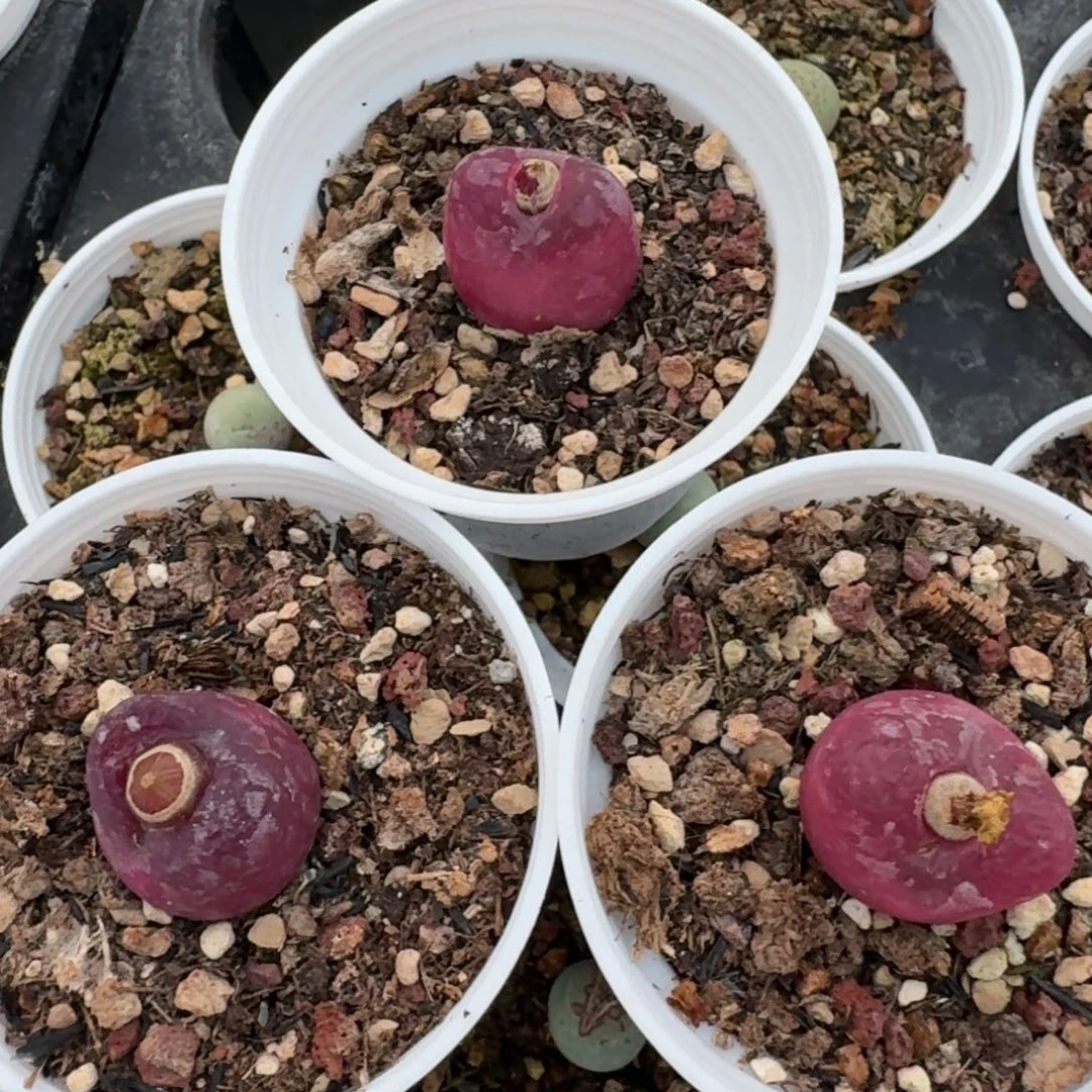 2470带盆土发货三颗