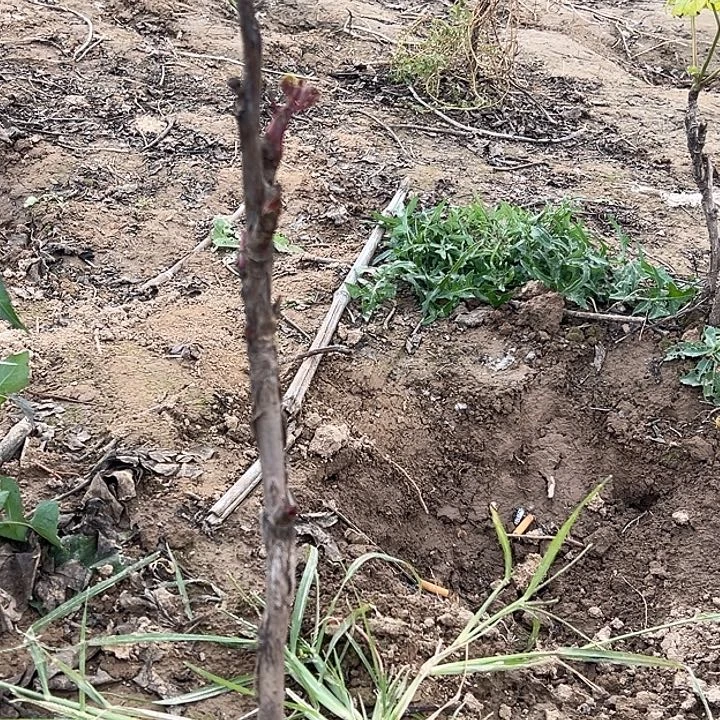 智***人完全开放花王中颗