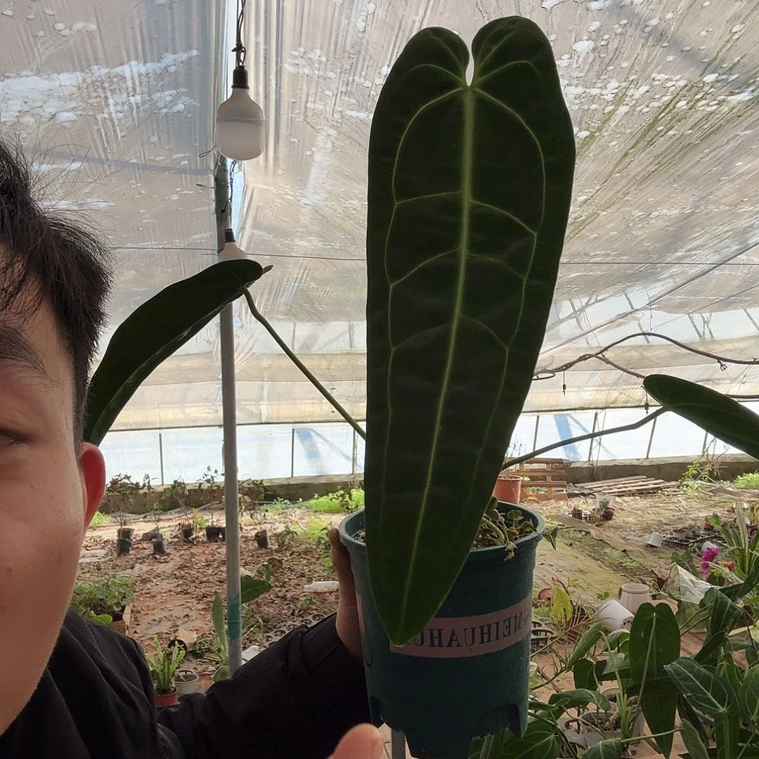 孤***-完全开放6号火鹤后花烛一棵