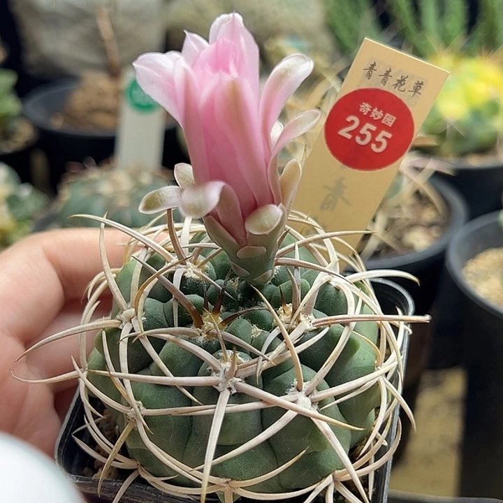 实生粉花狂刺碧岩玉6.5cm