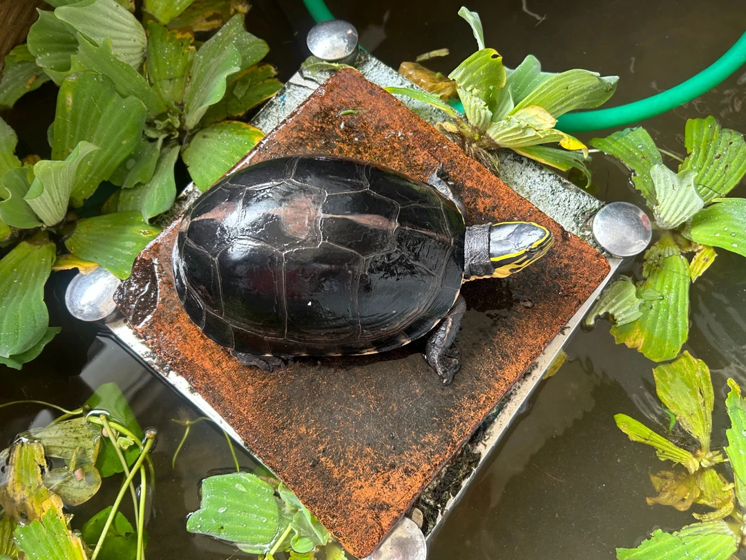 直播-链接  直播选龟 冷水养殖精壮红肉线安苗活体乌龟