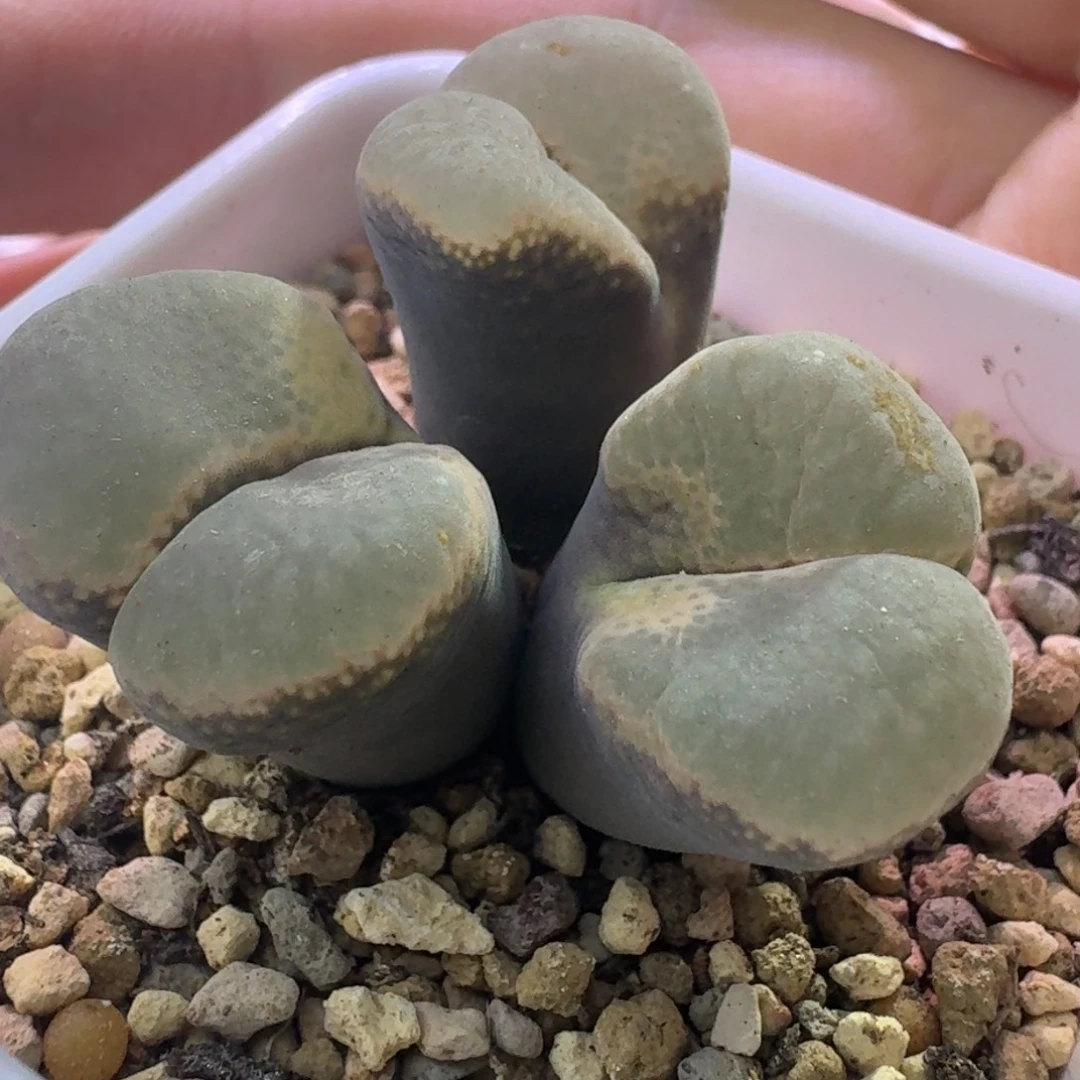 48号三头白窗风铃一物一拍