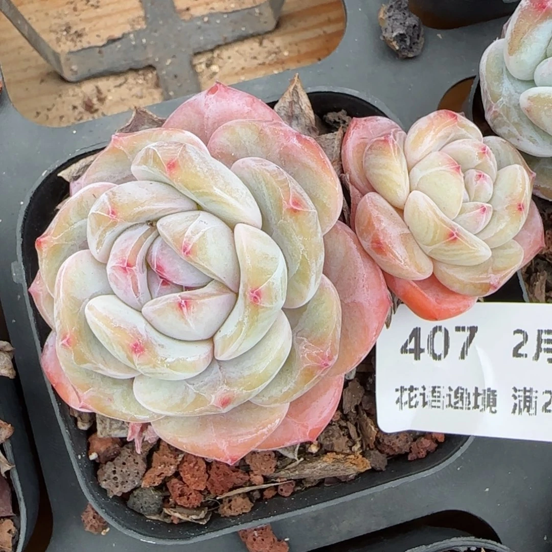 花语逸镜0204-407