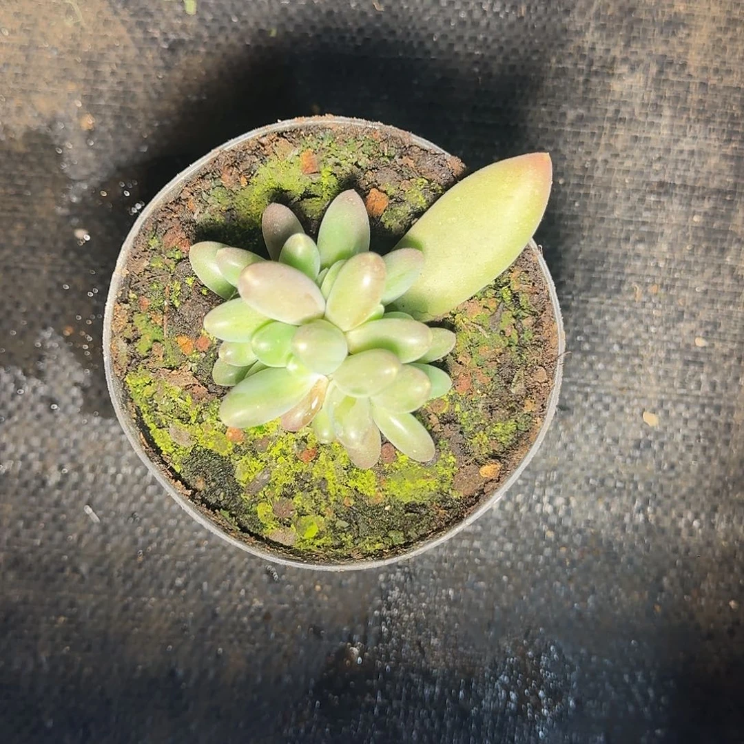 巴比亚。     群。