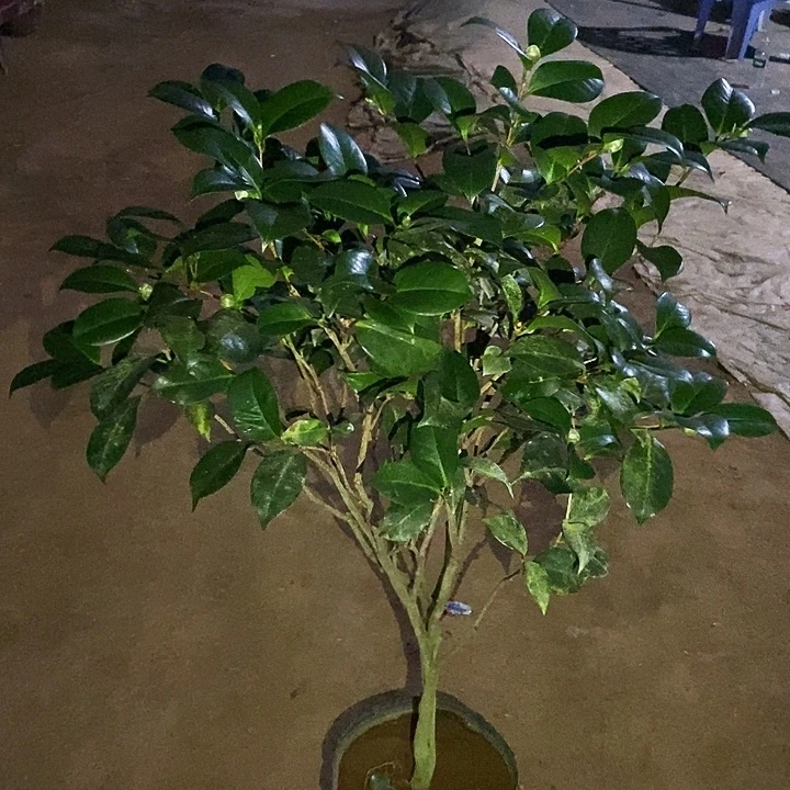 无花朵复色火瀑布。