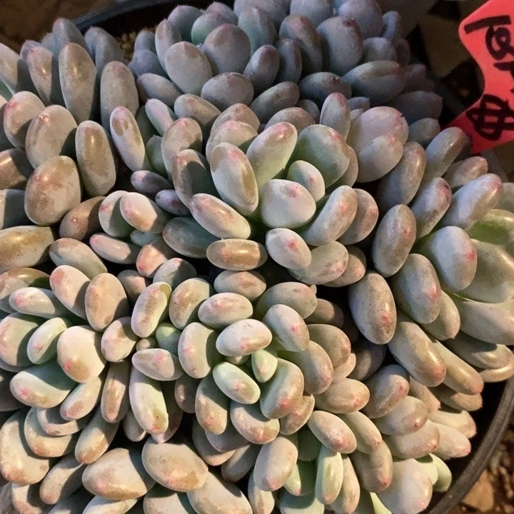 心***糕我是真的很喜欢