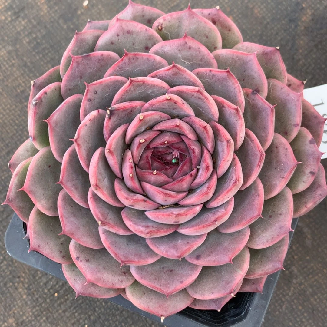 186新年快乐发发发