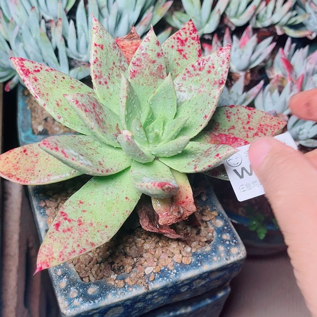 1148绿雪山仙女杯多肉