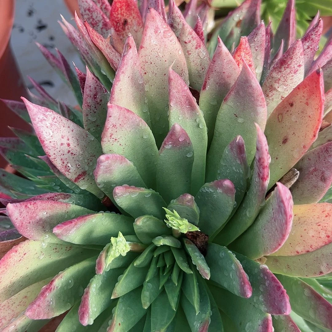 野生坎戴拉贝诺仙女杯一株