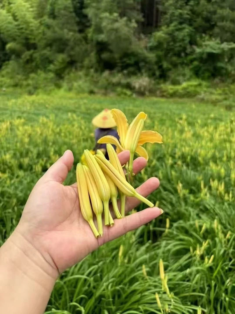 （粉丝福利）台弯黄花菜用来炒菜煮汤非常好