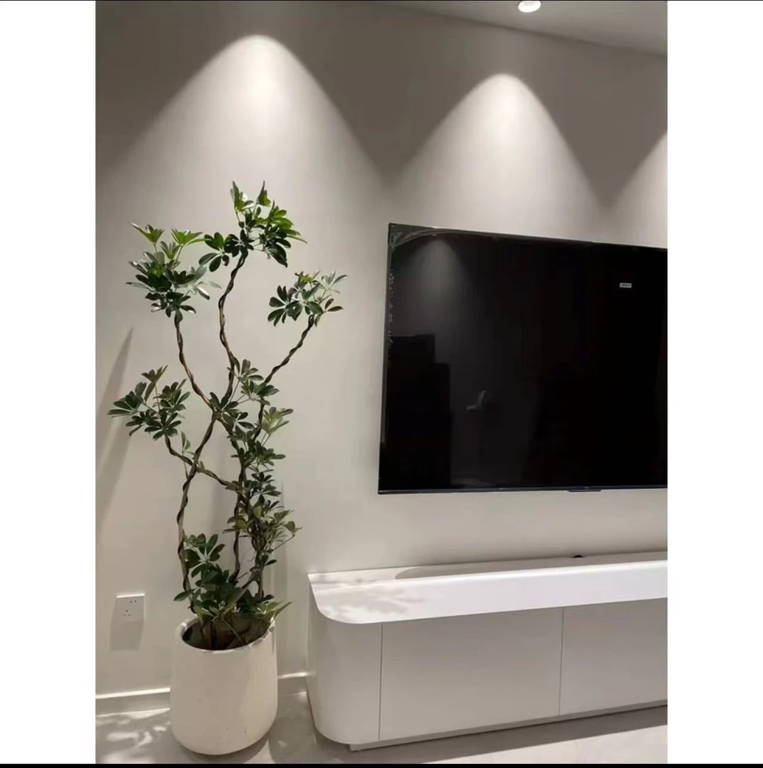 造型鸭脚木盆栽八方来财室内外大型常绿植物办公室装饰