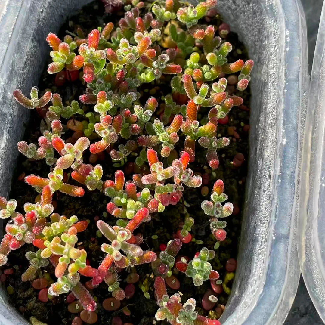 红色森林系切糕，真的很美！！！