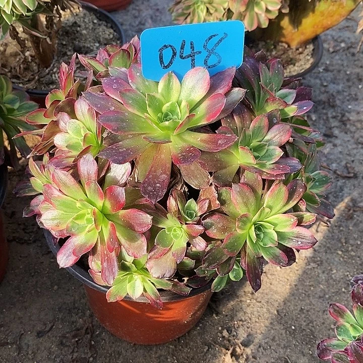 048 一颗安娜法师多肉