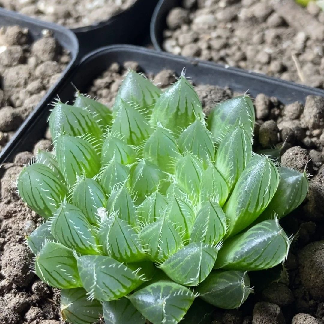 是是是是是是是是是寿