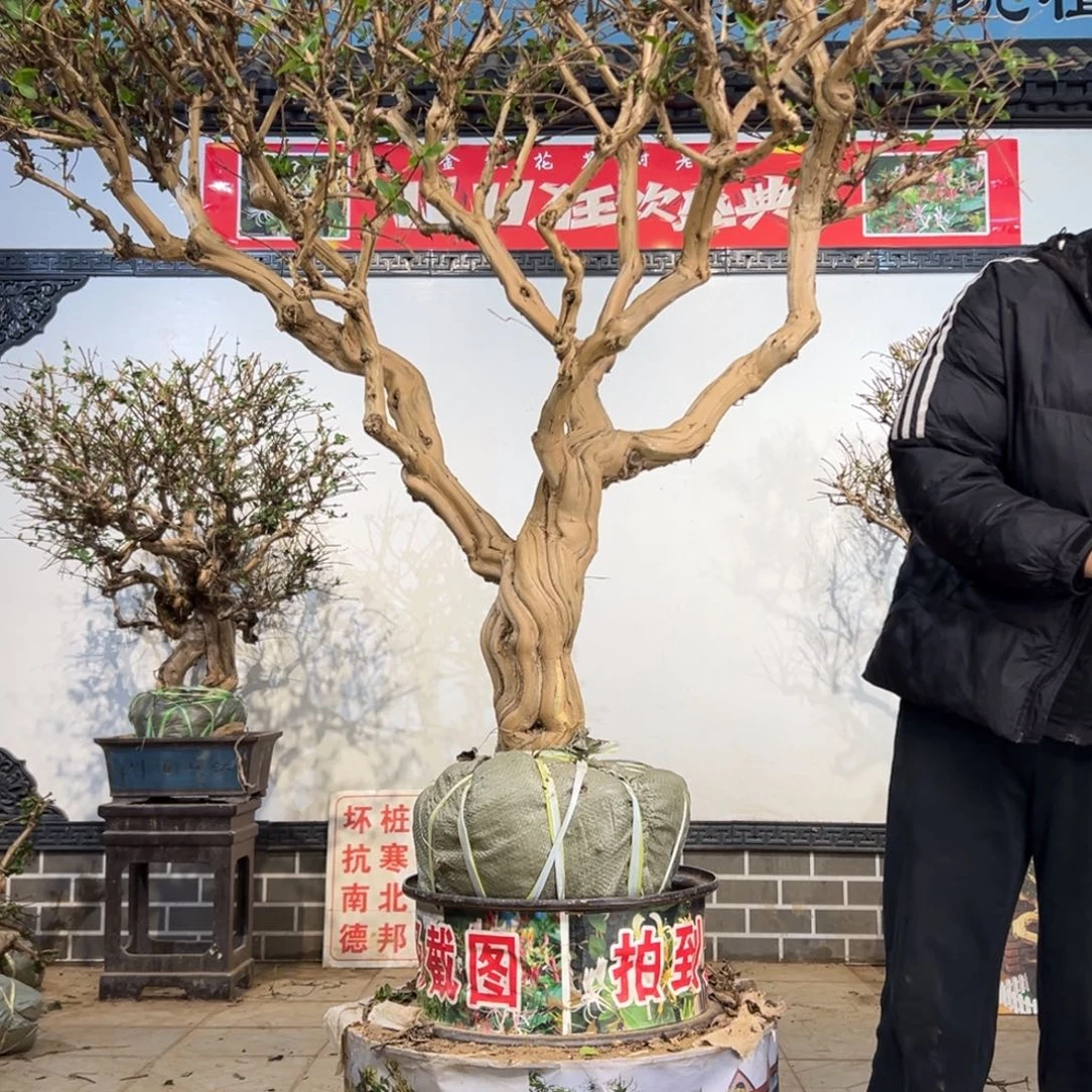 孤***狼无花朵金银花开花25888555