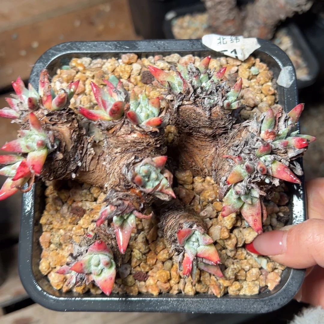 2705哈哈哈哈哈哈哈哈