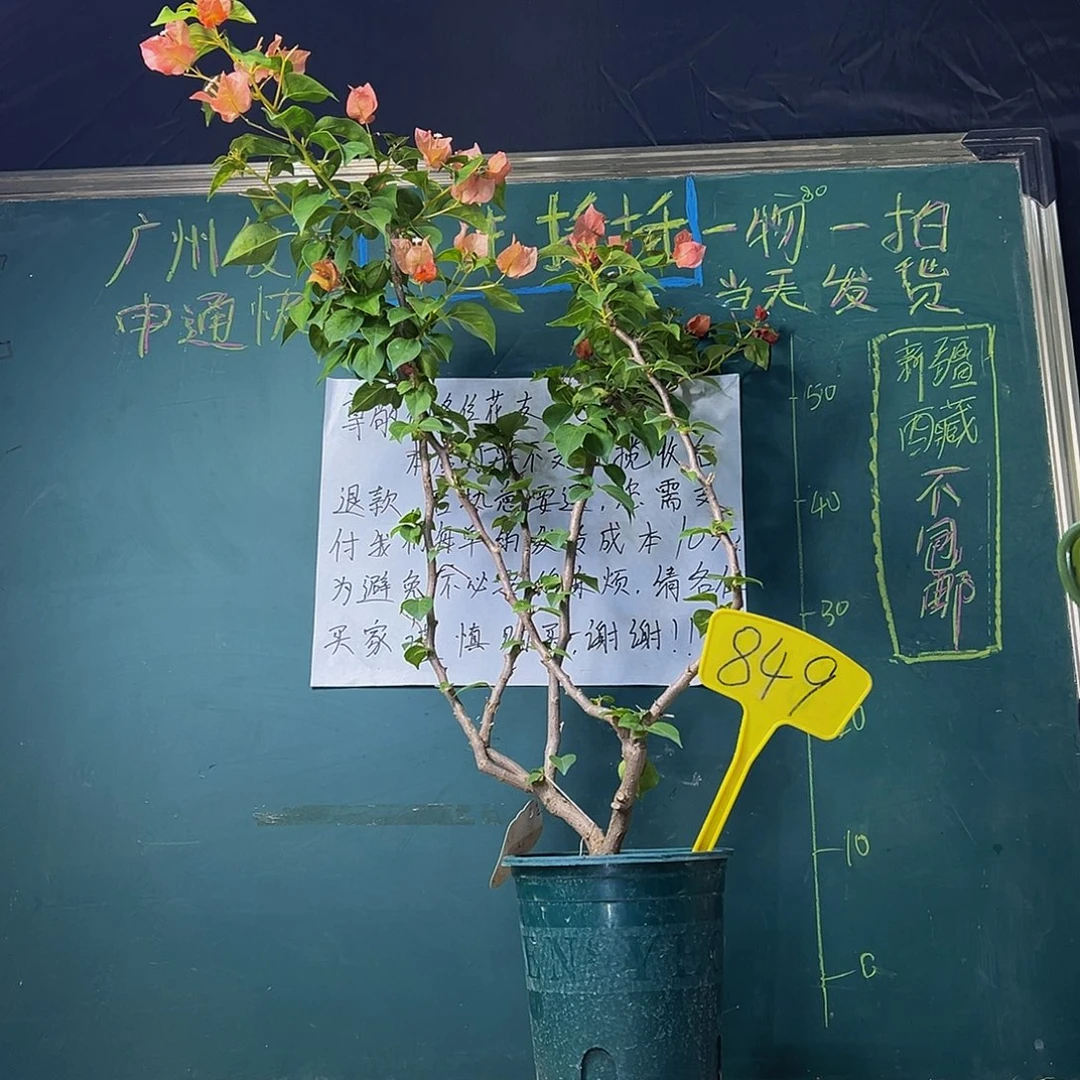 当前无花栽培后可以开花 70CM高 落日 原生小树头 849