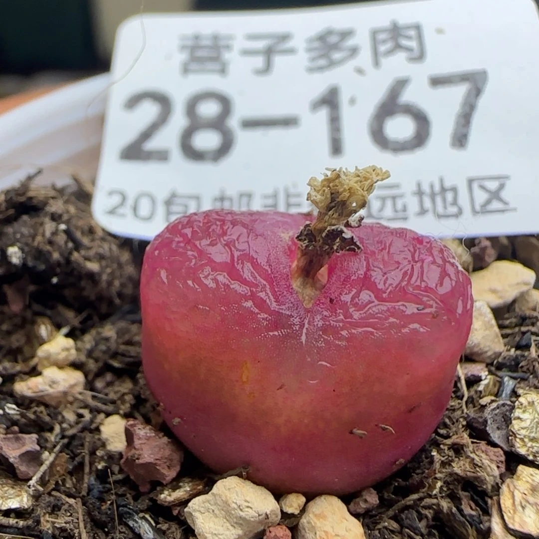 红宝石带盆土发货。