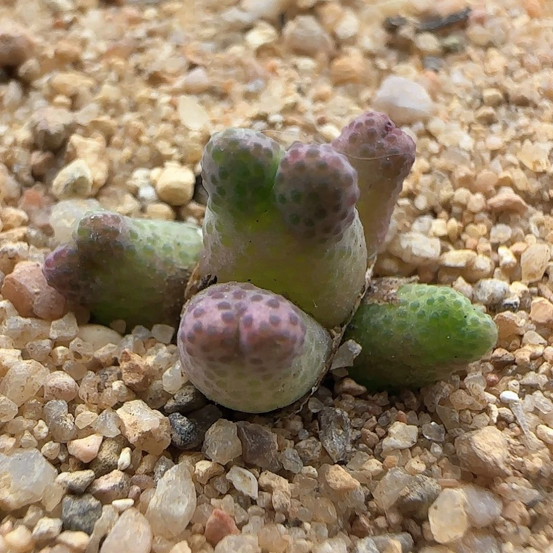 斑马杂交。 38272