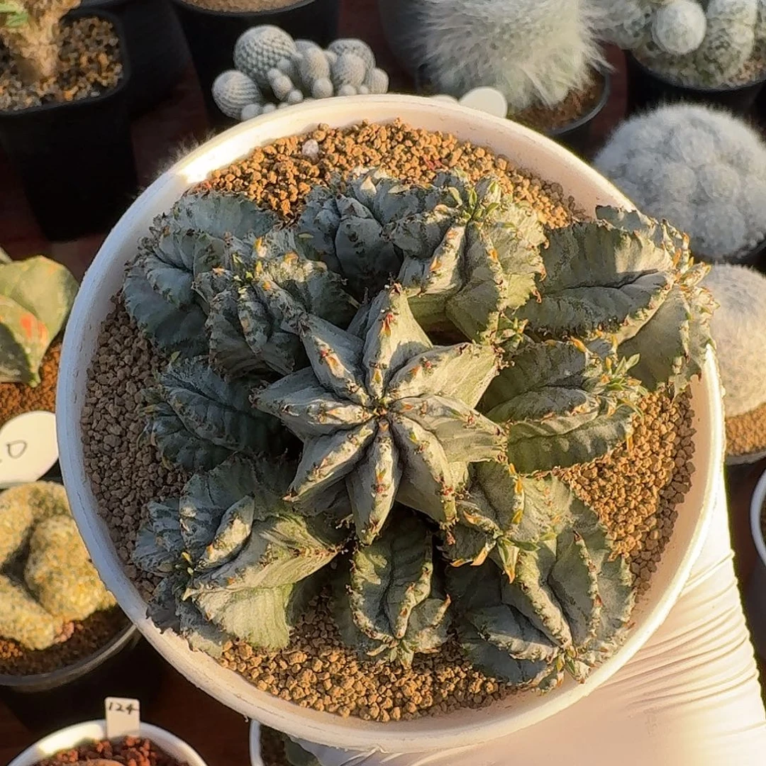 白衣魁伟玉仙人球226