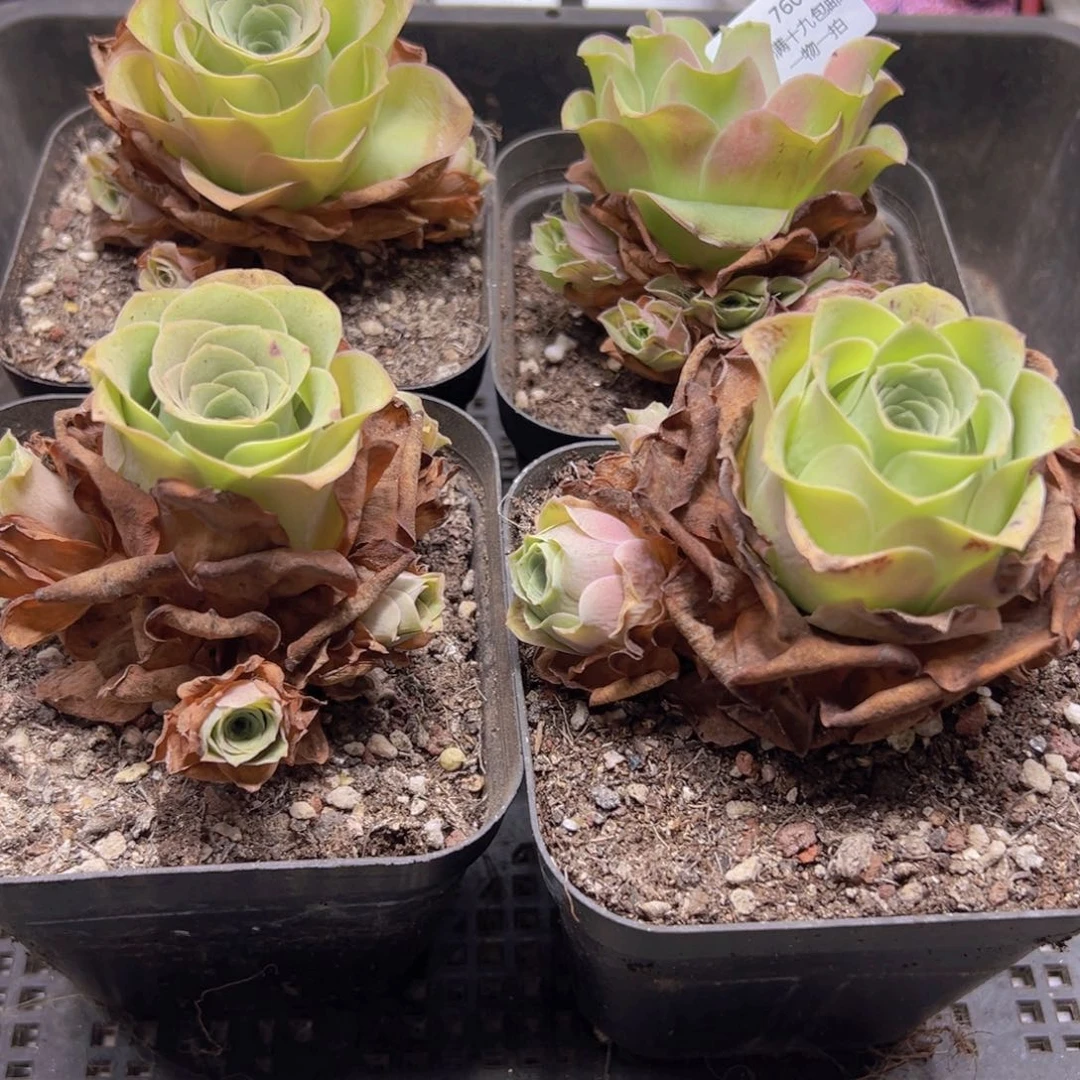 760 侧牙掉了不包损无售后