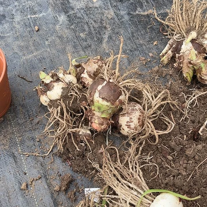 2023杂交三棵开花无售后