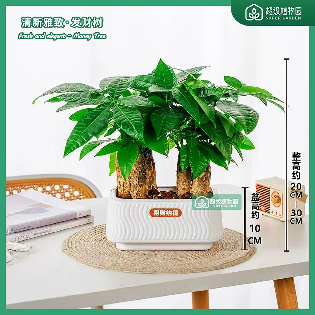 发财树招财植物摆件室内书房绿植净化空气四季常青