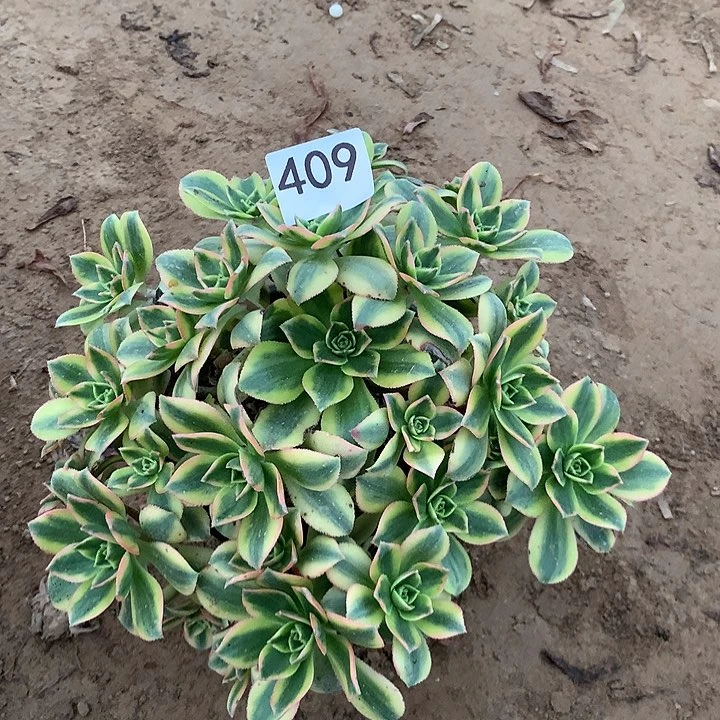 无花朵409星爆南