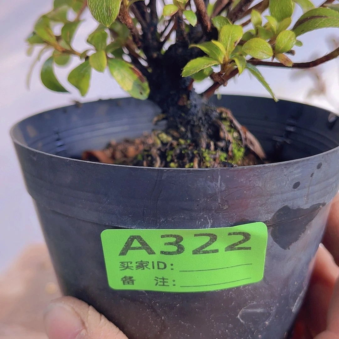 红陶直播时间一直一直