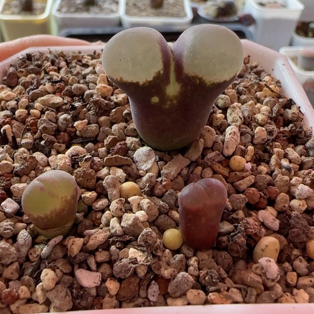 精品风铃玉 喜欢自己搂～