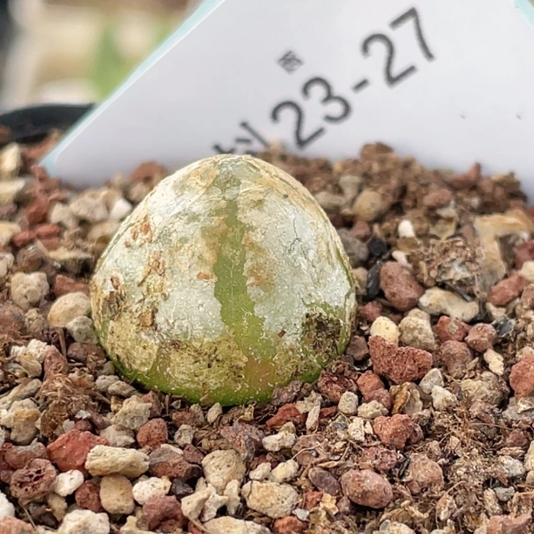 23-27灯泡多肉植物