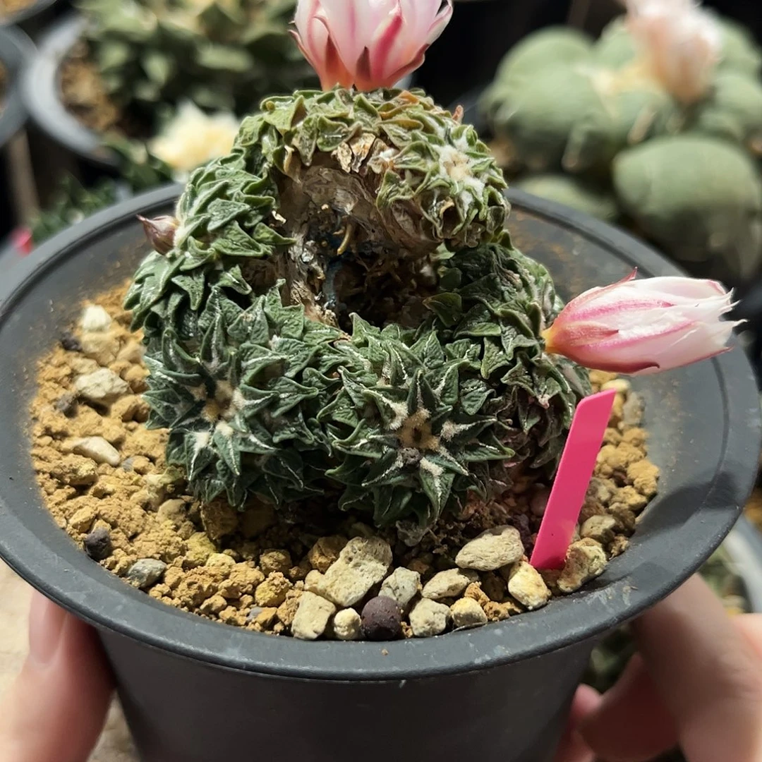 26号萝卜根白花姬牡丹造型款