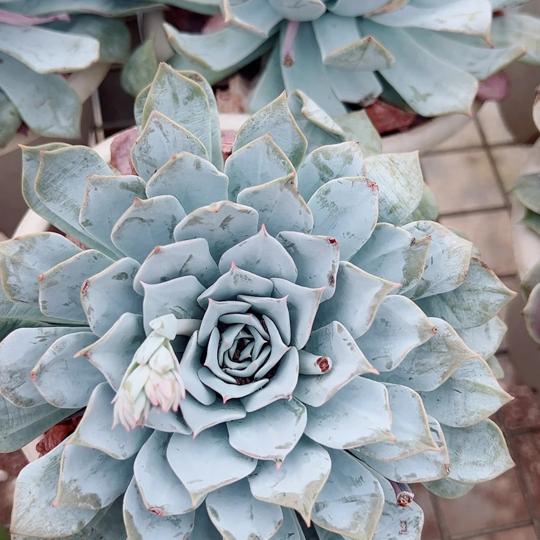 薄叶蓝鸟大单头莲花座
