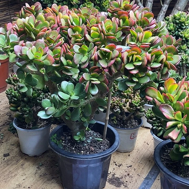 姬红仙子一物一拍