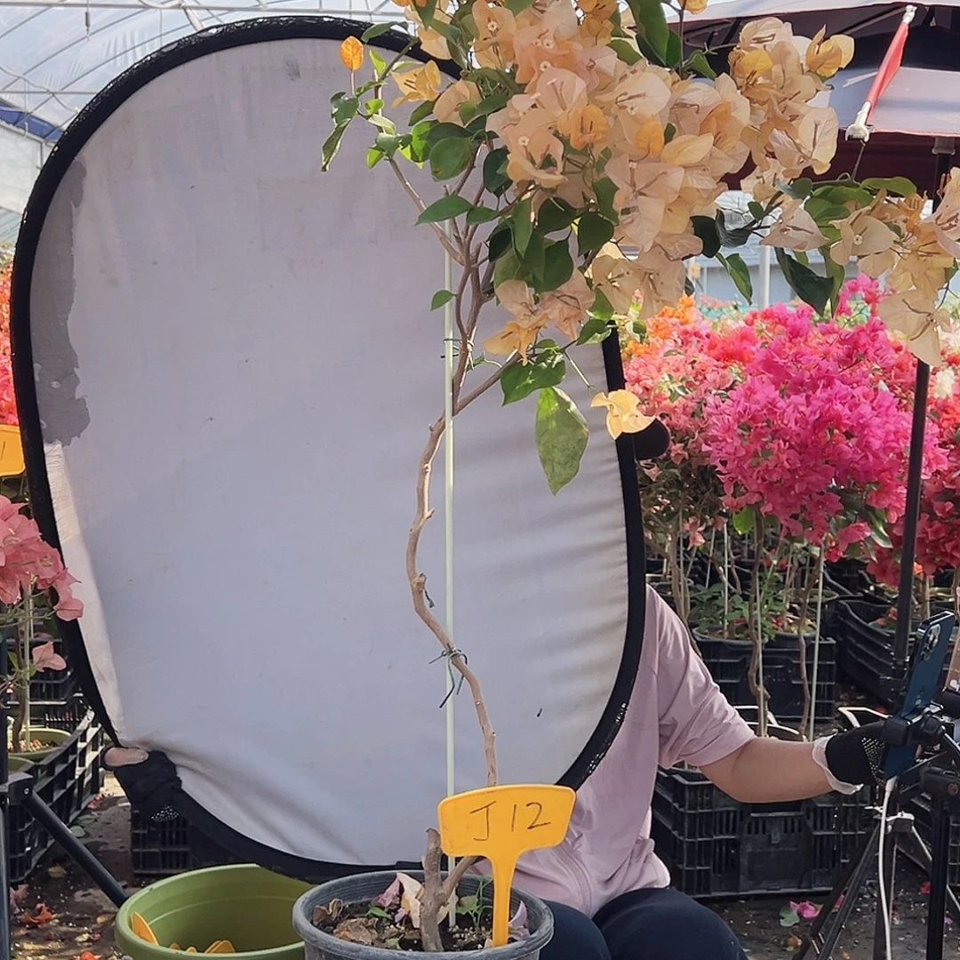 风***沙大部分花苞少量开放J12金探戈