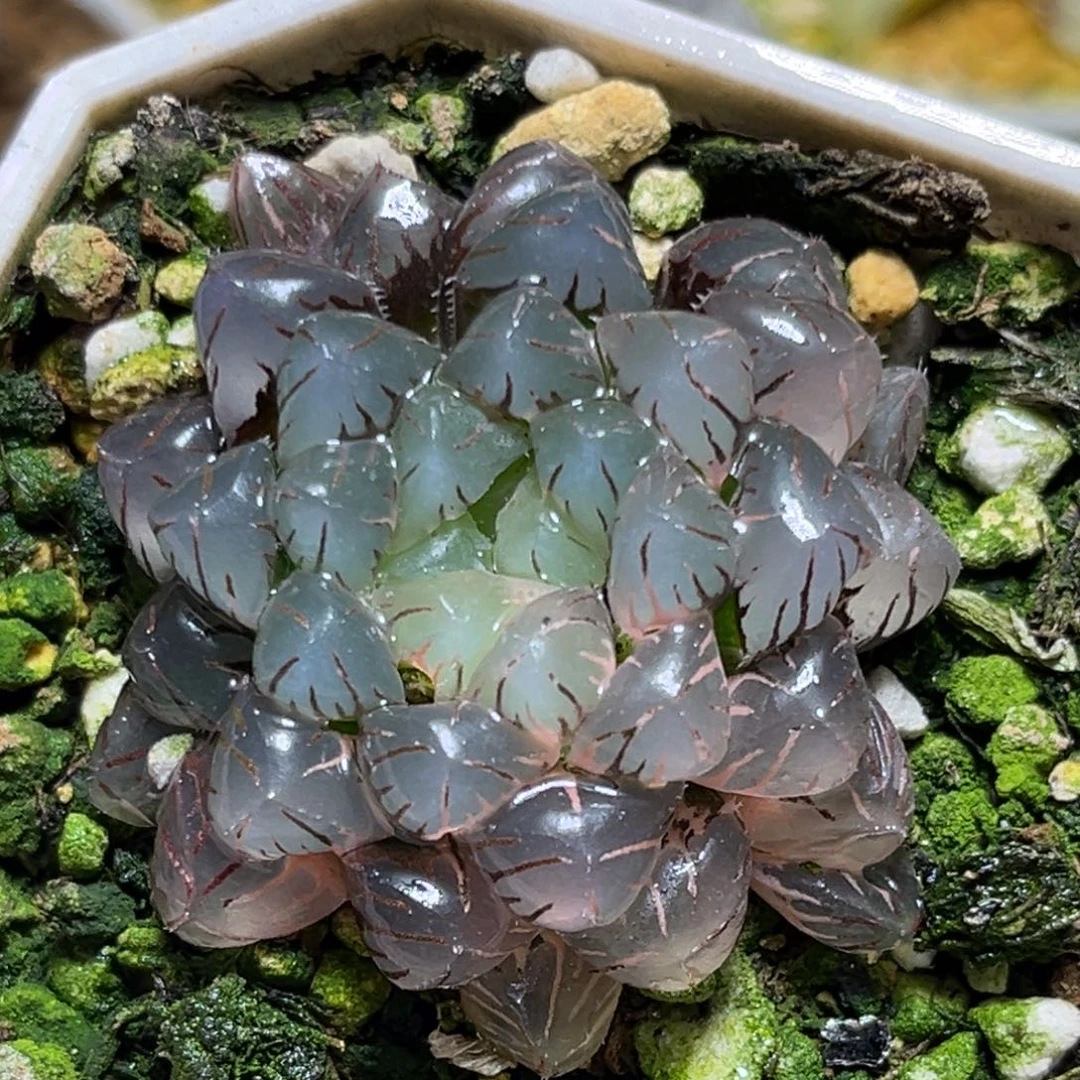 恭喜发财大吉大利0064