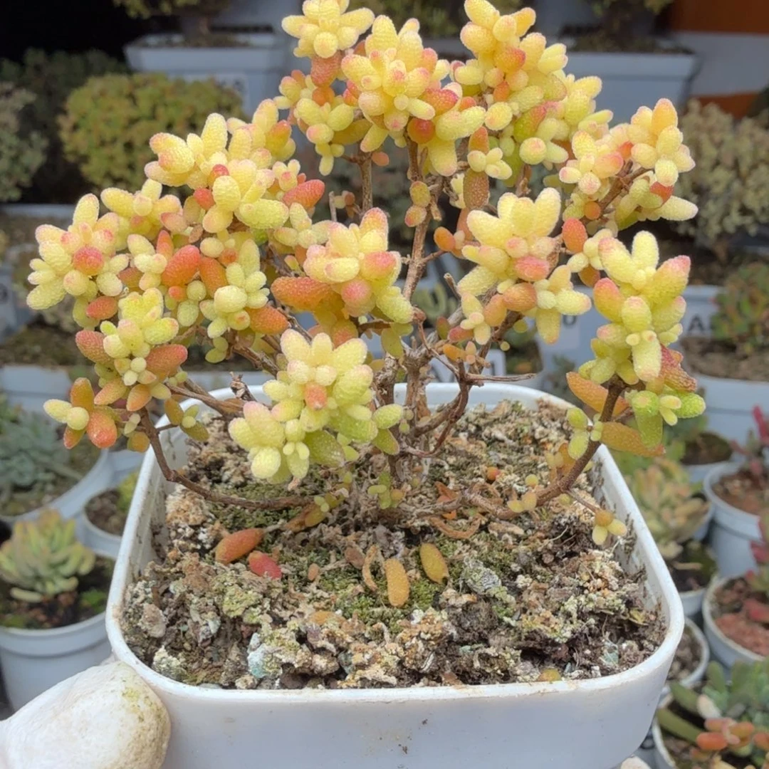 A421糖球3号锦枝干