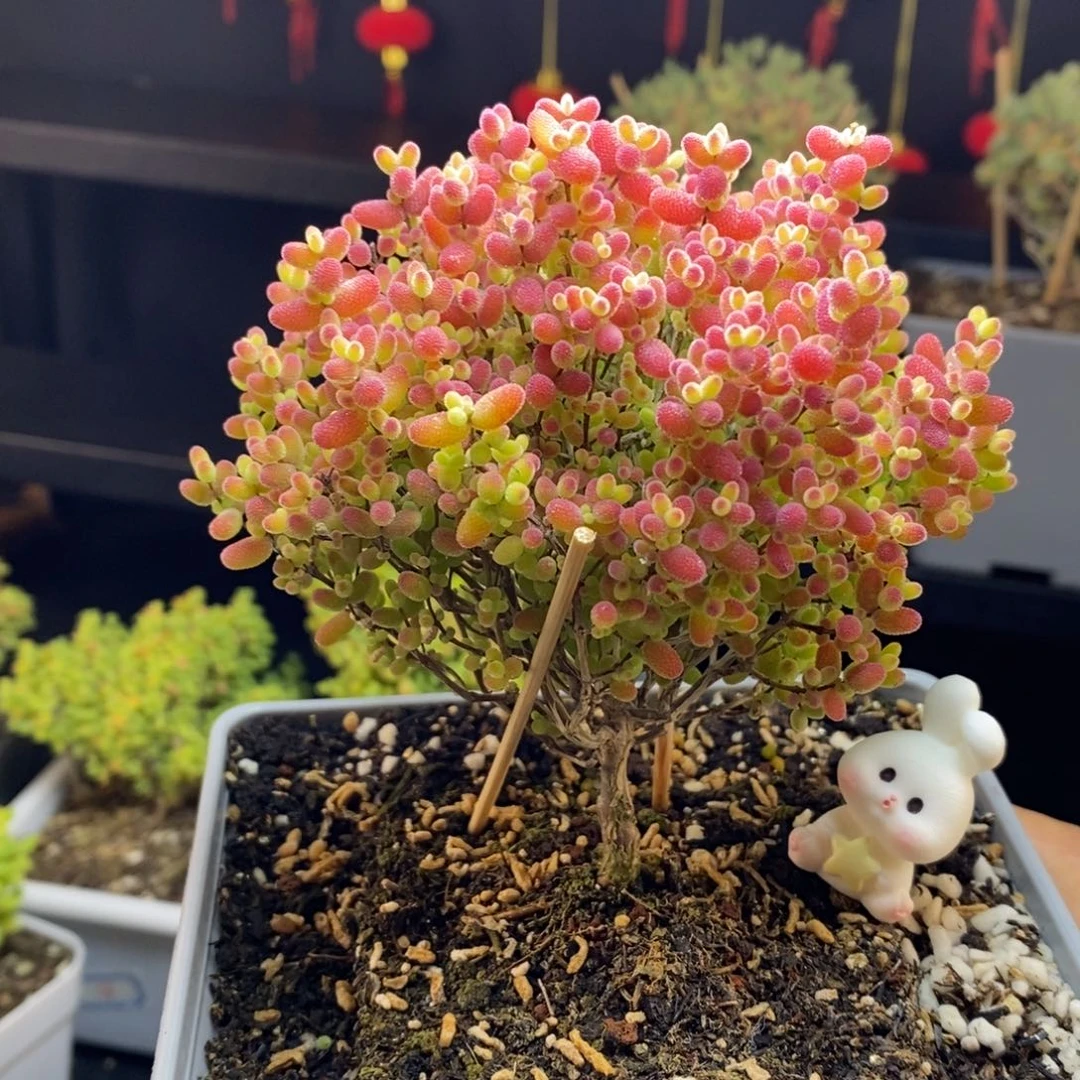 l***范a21号蜜橘糖球枝干多肉