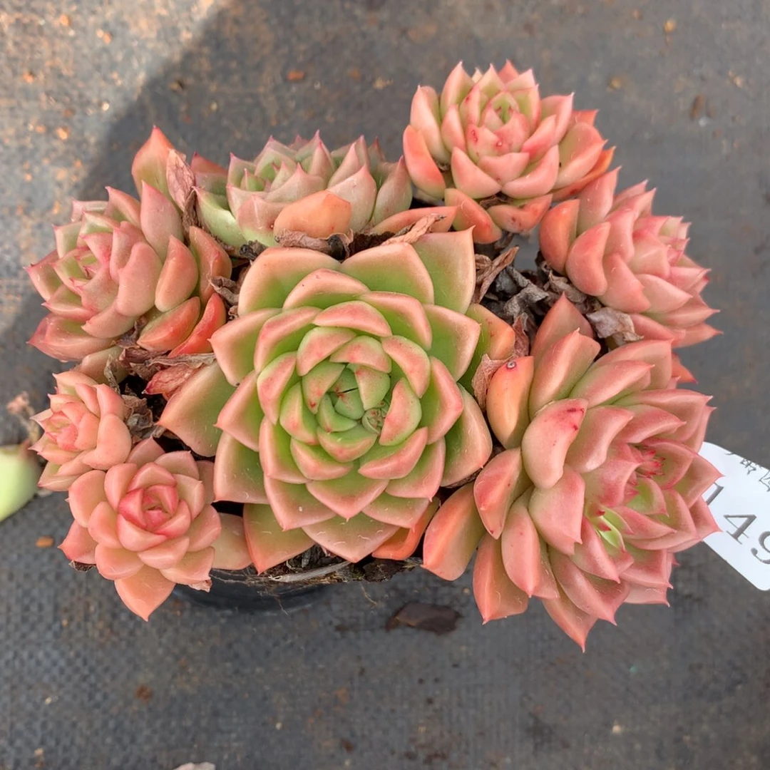 2149杂交精品基地13厘米