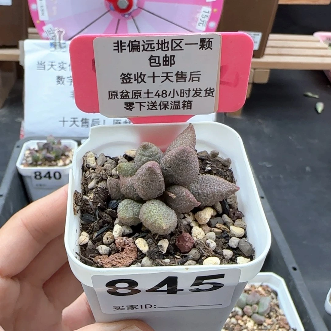 845银河多肉植物